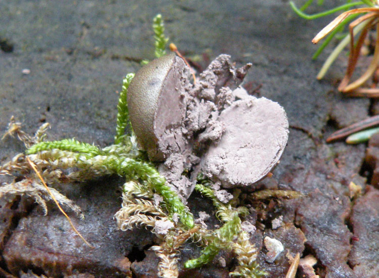 Bovista grigia - Lycogala sp,